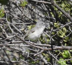 Vireo vicinior