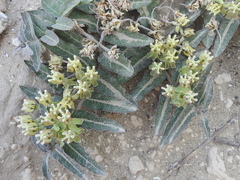 Asclepias prostrata