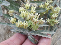 Asclepias prostrata