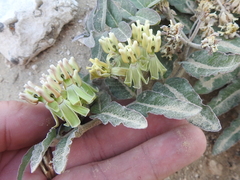 Asclepias prostrata