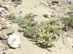 Asclepias prostrata