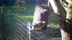 Coccothraustes vespertinus brooksi