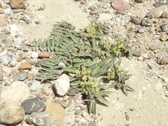 Asclepias prostrata