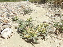 Asclepias prostrata