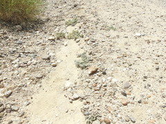Asclepias prostrata
