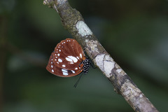 Charaxes madagascariensis