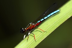 Platycypha caligata