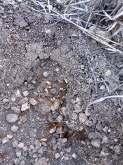 Solenopsis xyloni