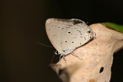 Eicochrysops hippocrates