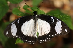 Papilio dardanus tibullus