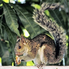 Sciurus variegatoides