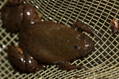 Xenopus