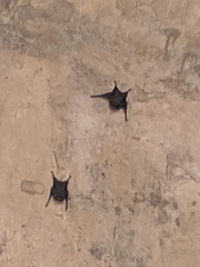 Emballonuridae