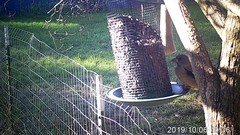 Coccothraustes vespertinus brooksi