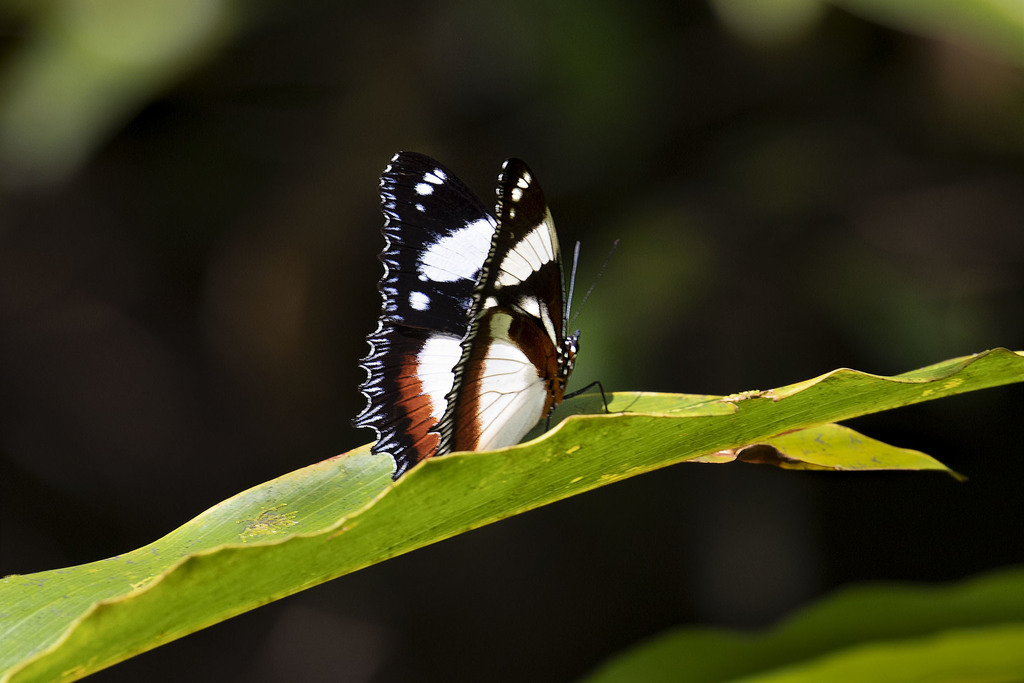 Diadème de Madagascar (Hypolimnas dexithea)