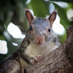Sciurus variegatoides