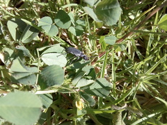 Epicauta curvicornis