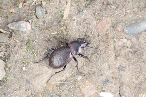 Carabus modestulus
