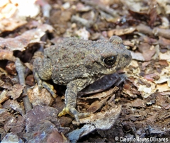 Rhinella arunco