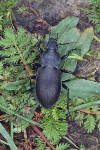 Carabus reitterianus