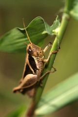 Catantopinae