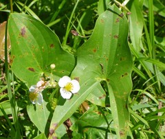 Sagittaria brevirostra