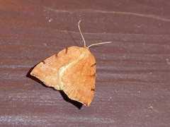 Sestra humeraria