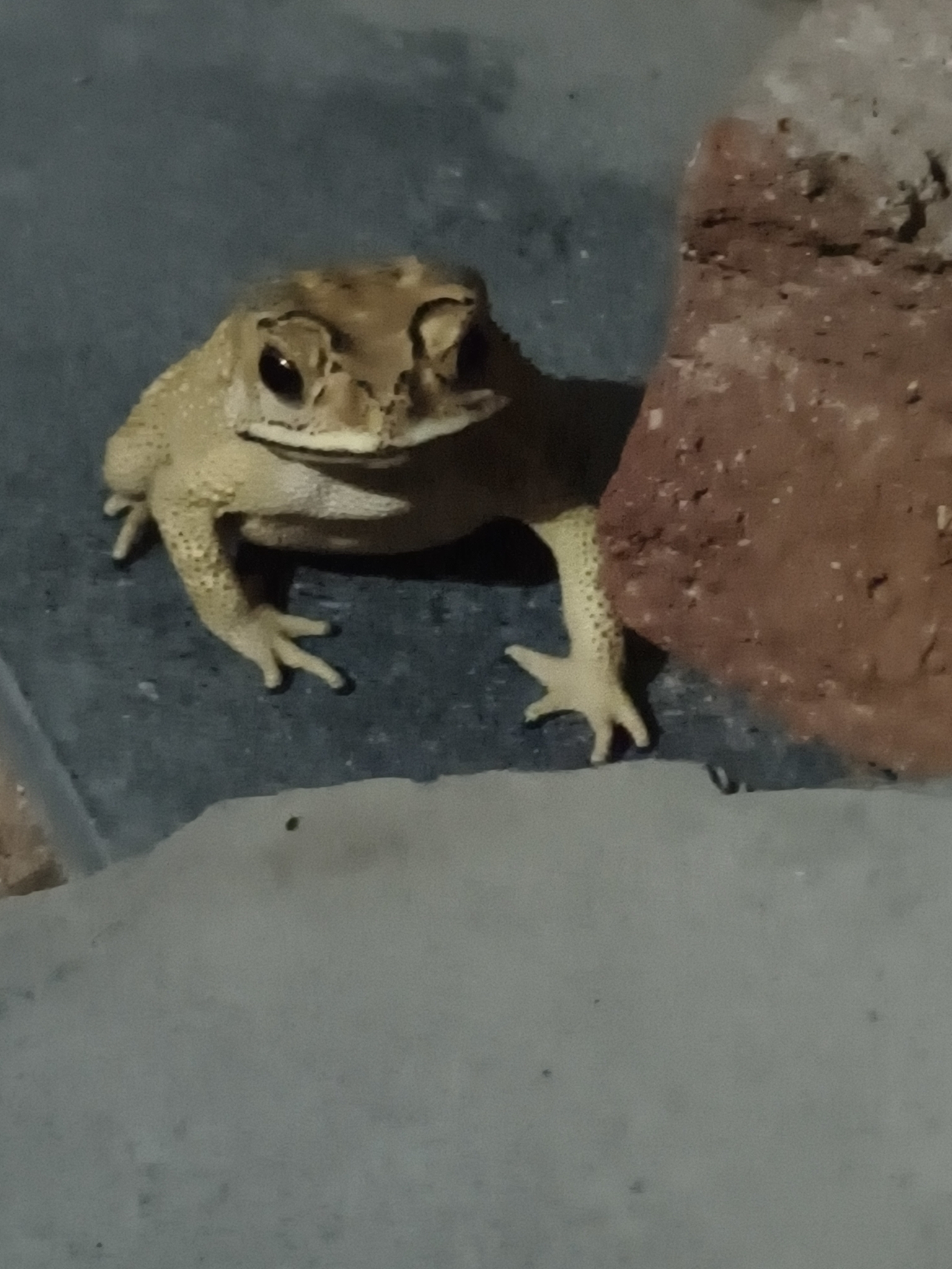 Indian Common True Toad