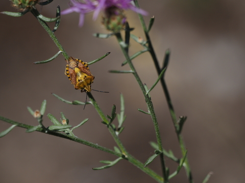 Carpocoris pudicus