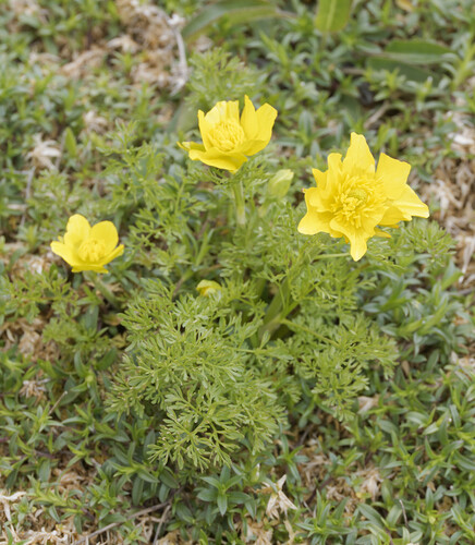 Monte Gargano Buttercup (Ranunculus millefoliatus)