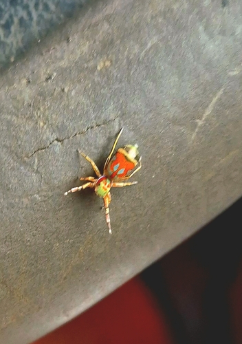 Jade Jumping Spider
