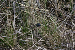 Lethrus apterus