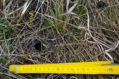 Lethrus apterus