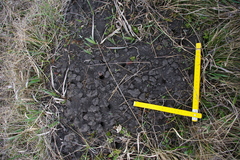 Lethrus apterus