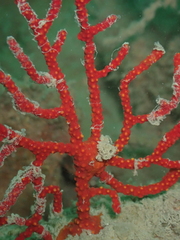 Echinogorgia