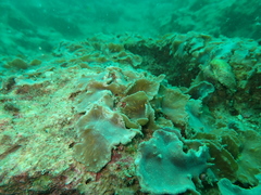 Sinularia brassica