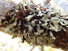 Hypotrachyna sinuosa