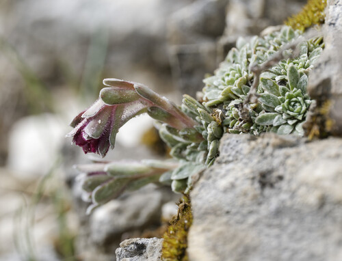 Saxifraga porophylla, photograph 5