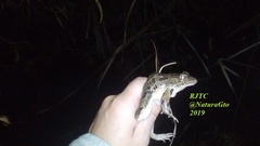 Lithobates neovolcanicus