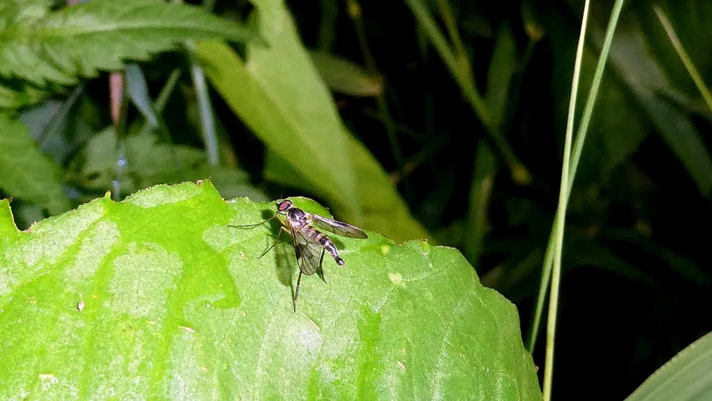Least Water-snipefly