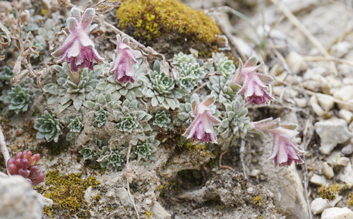 Saxifraga porophylla, photograph 6