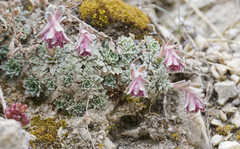 Saxifraga porophylla, photograph (c) Thierry Arbault, some rights reserved (CC BY)
