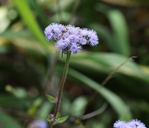 Ageratum houstonianum observed 2025-06-26