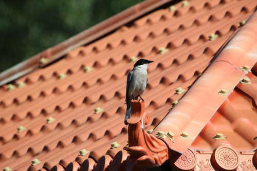 Azure-winged Magpie
