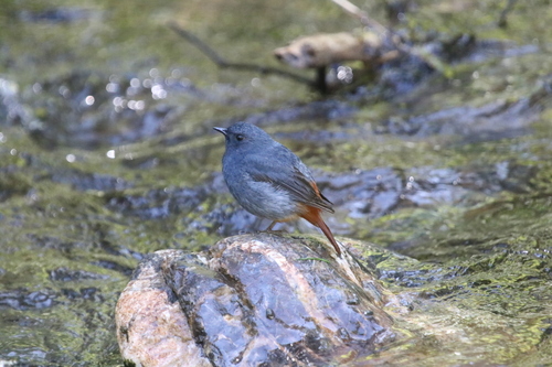 Plumbeous Water Redstart