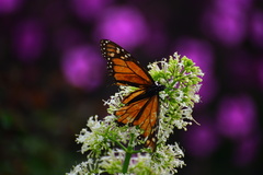 Danaus plexippus