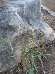 Dichanthium sericeum