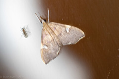 Deuterophysa