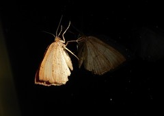 Sestra humeraria