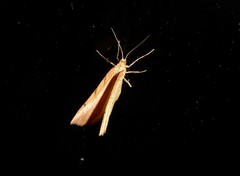 Sestra humeraria
